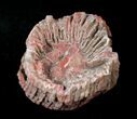 Pennsylvanian Aged Red Agatized Horn Coral - Utah #15240-2